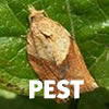 Light Brown Apple Moth