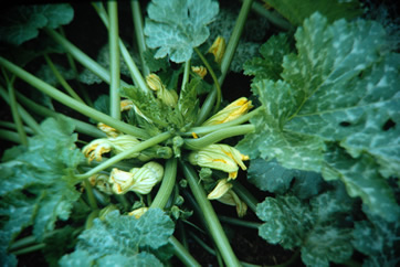 Picture Of Mature Yellow Summer Squash Plants 90