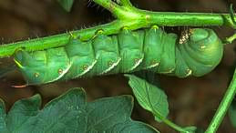 horn worm