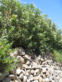 San Diego Master Gardeners -Good Bets for Hedges to Replace Dying ...