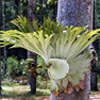 staghorn