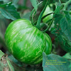 zebra tomato