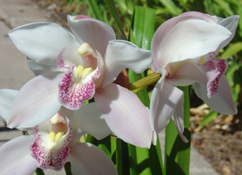 cymbidium