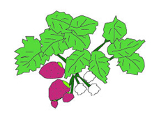 strawberry