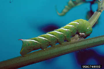 worm